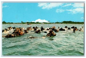 1969 Pony Swim Assateague Chincoteague Virginia Beach Virginia Vintage Postcard
