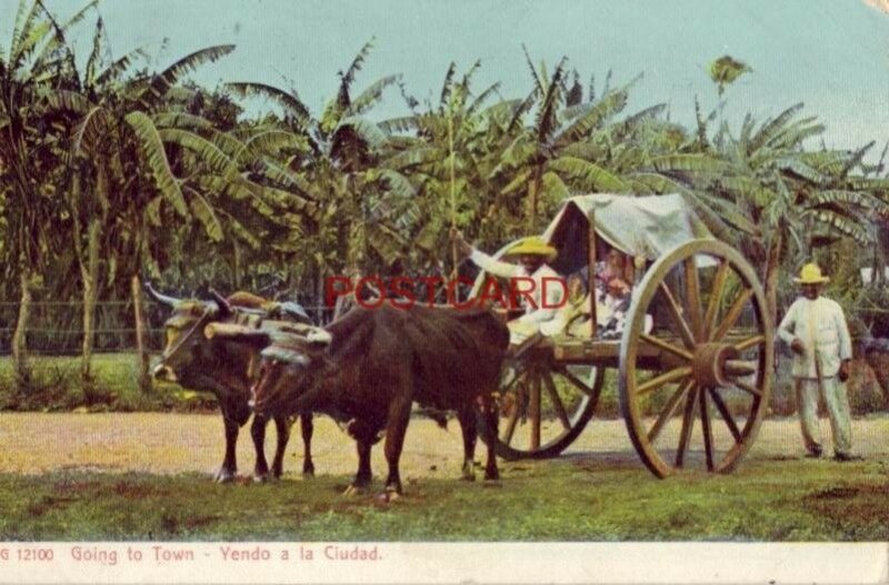 pre-1907 YENDO A LA CIUDAD - CUBA. family in ox-driven cart 1908