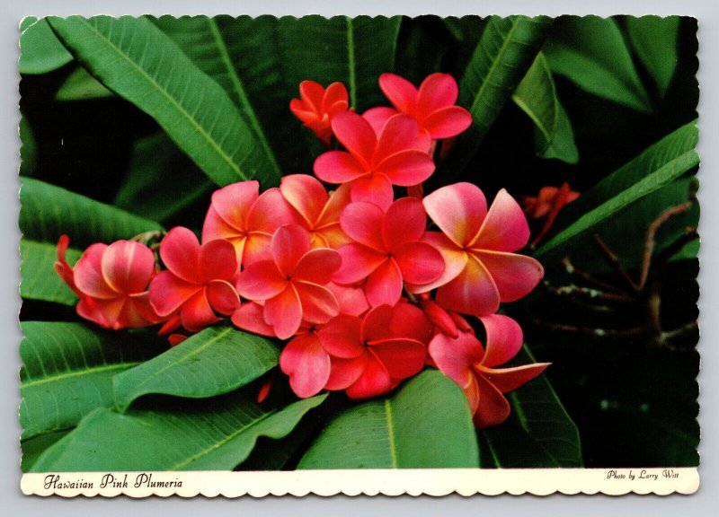 Hawaiian Pink Plumeria Vintage Unposted Postcard