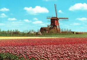 Vintage Postcard Land Of Flowers And Windmills Holland The Netherlands