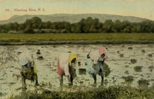 PC PHILIPPINES, PLANTING RICE, Vintage Postcard (B39858)