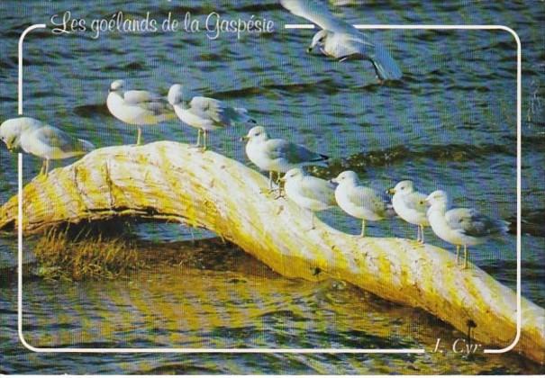 Canada Seagulls Along The Gaspe Coast