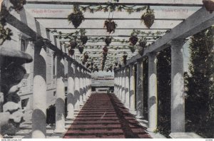 ATLANTIC CITY , New Jersey , 1909 , Pergola & Grapevine