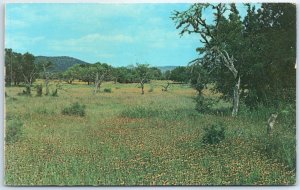 Postcard - Nature's Handiwork, The Texas Hill Country - Texas