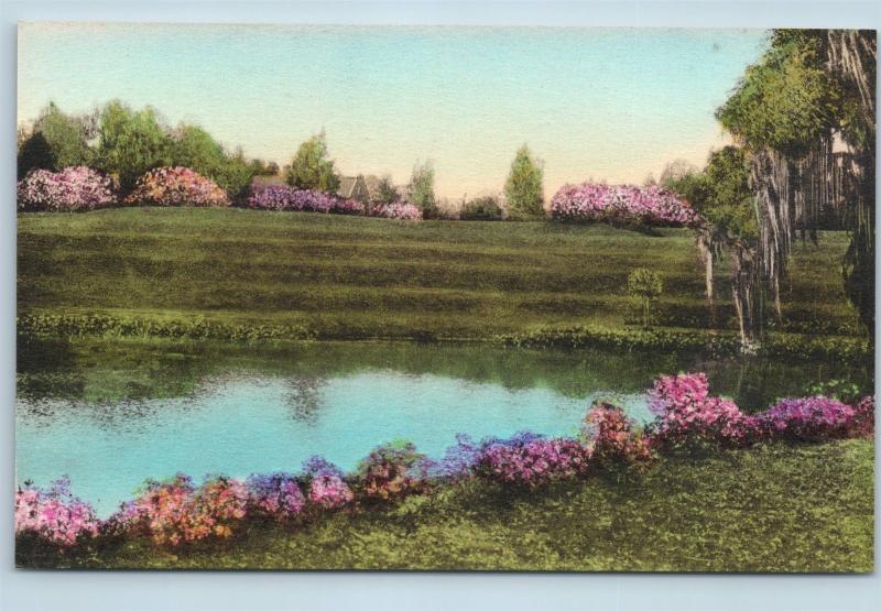 Postcard SC Charleston Middleton Place Gardens The Terraces Hand Colored O06