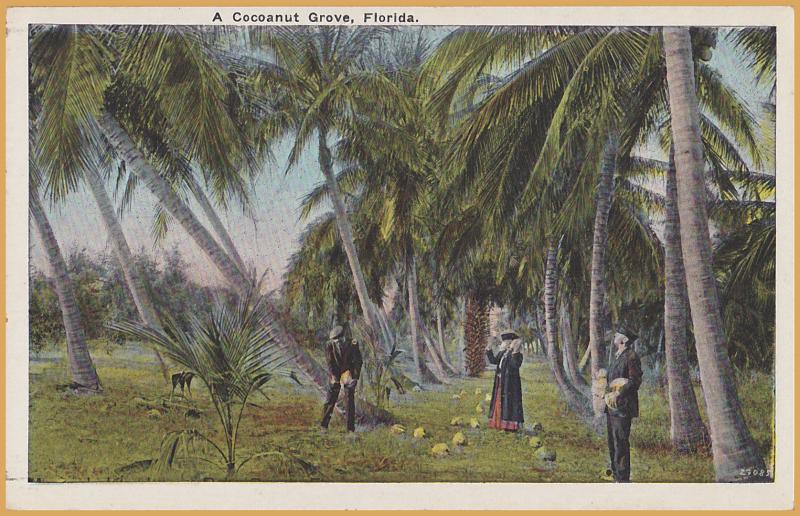 A Cocoanut Grove, Florida, Old People collecting cocoanuts