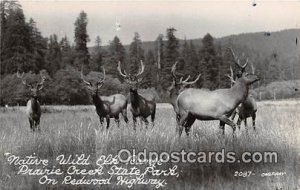 Prairie Creek State Park Real Photo - Native Wild Elk Range Unused 