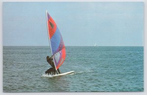 Transportation~Cape Cod MA~Man & Dog On Sailboard~Takes 2 To Tango~Vintage PC