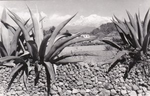 Mexico Teotinhuagan Agave Real Photo