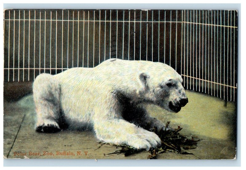 1911 Polar Bear, Zoo, Buffalo New York NY Posted Antique Postcard