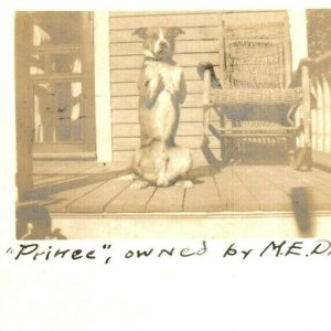 RPPC adorable dog named Prince on the porch 