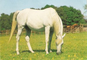 White horse. Grazing  Nice Dutch postcard. Continental size