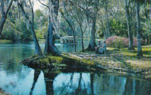 Florida Silver Springs Glass Bottom Boat On The Silver River