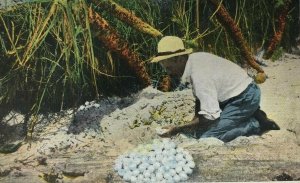 Gathering Turtle Eggs Florida Postcard