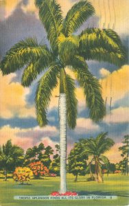 Tropical Splendor Finds All Its Glory in Florida Palm Tree Linen Postcard