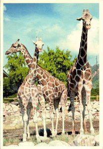 Salt Lake City, UT Utah   GIRAFFE~Hogle Zoological Gardens  ZOO   4X6 Postcard