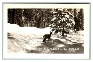 Vintage 1940's RPPC Postcard Landscape Cute Deer California High Sierras NICE