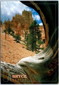 Postcard - Remains Of A Bristle Cone Pine, Bryce Canyon National Park - Utah