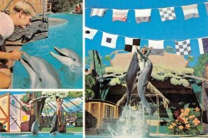 Enchanted Island Review GREAT AMERICA Dolphins Santa Clara 1976 Vintage Postcard
