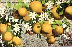 1930-1945 Grapefruit & Blossoms, Florida