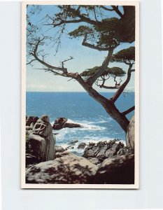 Postcard On The 17 Mile Drive, Del Monte Lodge, Pebble Beach, California