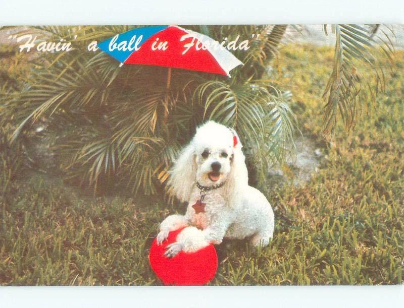 Pre-1980 POODLE DOG PLAYING WITH BEACH BALL Miami Jacksonville Tampa FL E5569