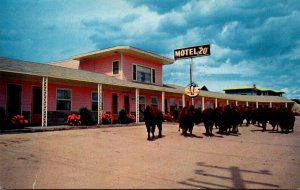 Iowa Moville Motel 20 Buffalo In Parking Lot