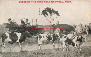 Exaggeration, Stanley Johnson, Cows, We Never Stop-Scene on Road near Maxwell NE