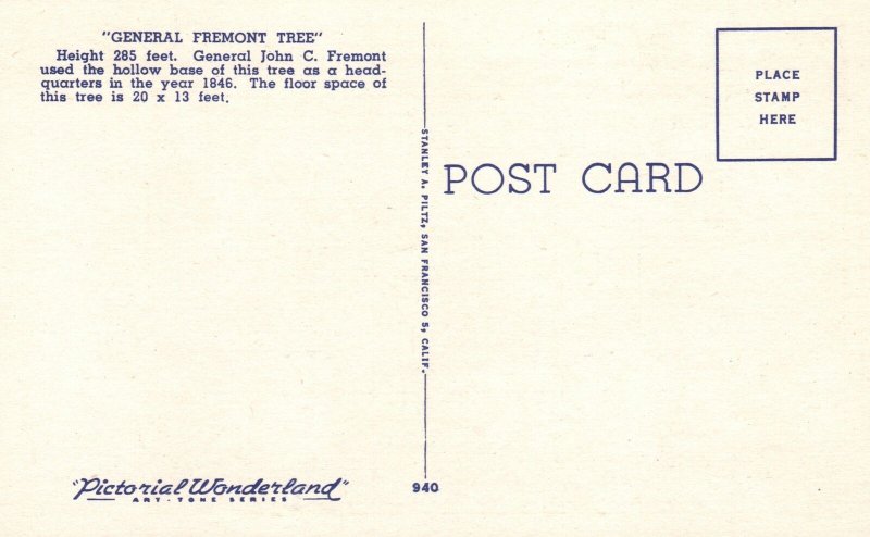 Vintage Postcard General Fremont Big Trees Park Santa Cruz County California CA