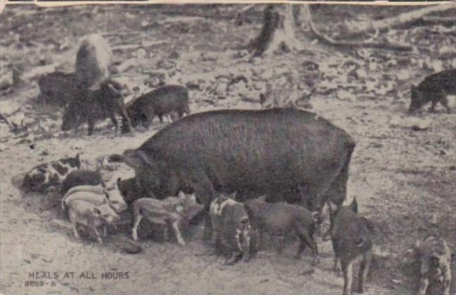 Pigs Feeding Meals At All Hours 1909