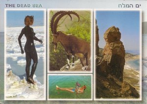 Dead Sea ISRAEL, Multi View, Beautiful Woman, Ibex, Lot's Wife 1996 JUDAICA