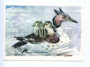 196953 RUSSIA ducks by Gamburger old postcard