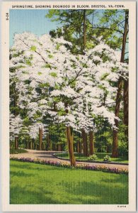 Springtime Dogwood Bloom Bristol VA-TN Vintage Linen Postcard H79