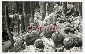 Postcard Modern Jardin Exotique de Monaco Group echinocactus grusonii