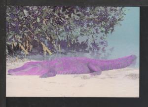 Alligator,Hand Tinted Postcard 