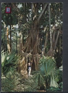 Spain Postcard-La Orotava(Tenerife),Rubber Tree,The Botanic Garden. Posted T6877