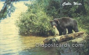 Cable, Wisconsin, USA Bear Postcard