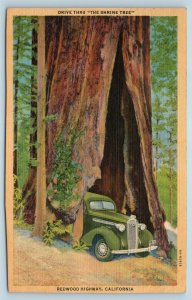 Postcard CA Redwood Highway California Car Driving Through The Shrine Tree X15