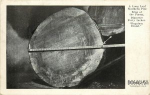 1920s Postcard; 40 Diameter Huge Log Long Leaf Southern Pine, Bogalusa LA