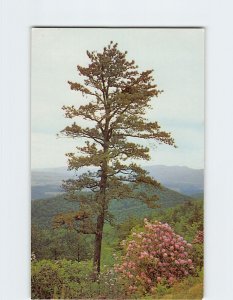 Postcard Pine Tree and Azalea on Skyline Drive, Shenandoah National Park, VA