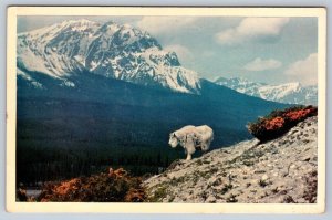 Rocky Mountain Goat, Canadian Rockies Series, Vintage Chrome Postcard