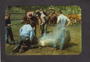 Cowboys Branding Cattle out West Rocky Mountains Postcard