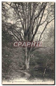 Old Postcard Tree Forest of Fontainebleau The bouquet of fire & # 39artifice