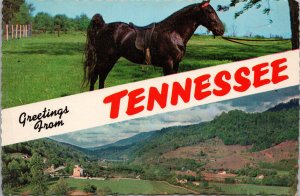 Greetings from Tennessee Walking Horse Postcard PC396