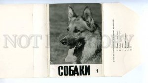 219252 CZECH DOGS old COVER shepherd photo