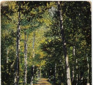 1905 Glen Summit Springs PA A Shaded Drive Lehigh Valley Railroad UDB Postcard