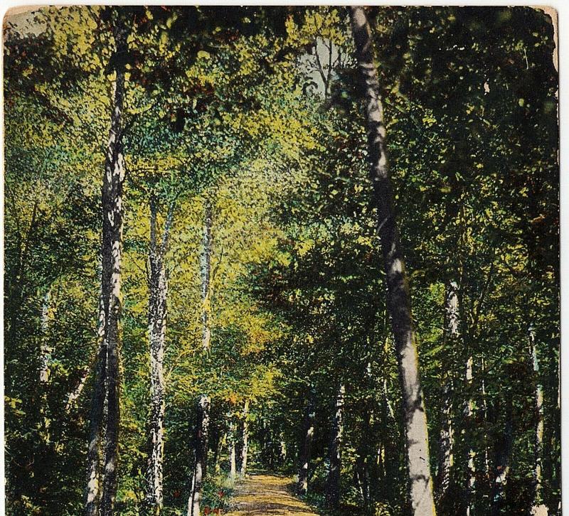 1905 Glen Summit Springs PA A Shaded Drive Lehigh Valley Railroad UDB Postcard