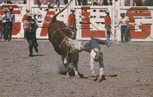 Canada Junior Steer Riding Calgary Stampede Calgary Alberta