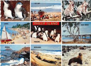 BR98937 phillip island seal penguins australia koalas victoria