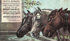 1880's Merchant's Gargling Oil Horses Victorian Trade Card F65 